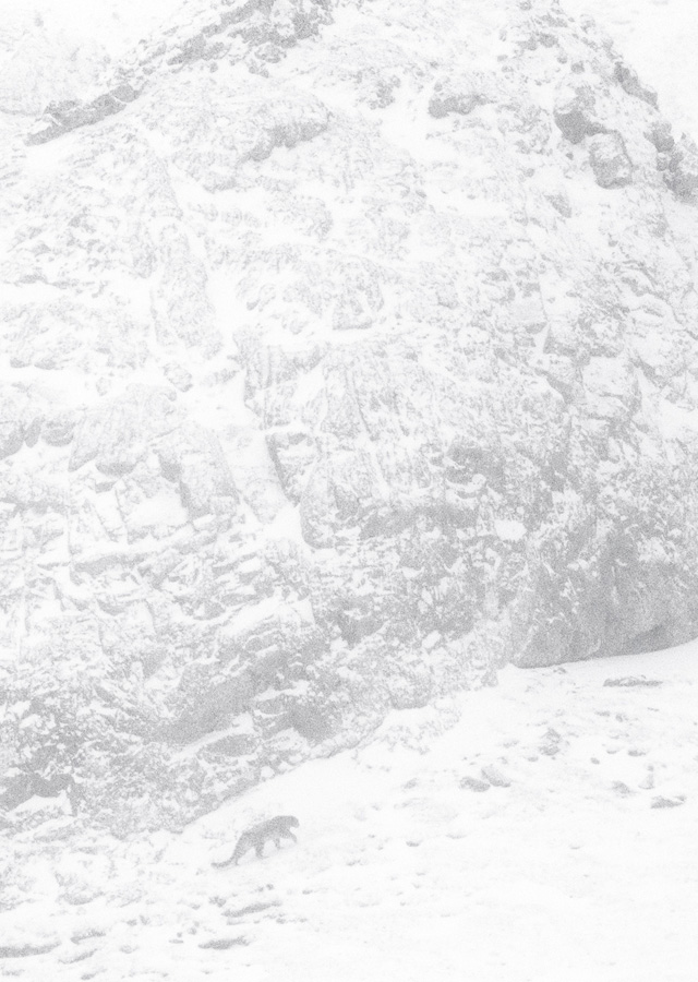 DER SCHNEELEOPARD MFA+ Filmdistribution